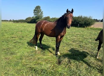 Holsteiner, Stute, 4 Jahre, 163 cm