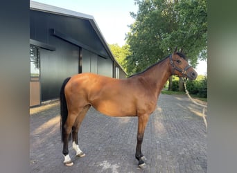 Holsteiner, Stute, 4 Jahre, 164 cm, Brauner