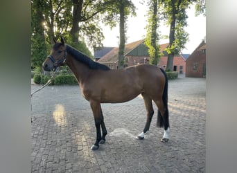 Holsteiner, Stute, 4 Jahre, 164 cm, Brauner