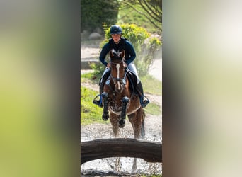 Holsteiner, Stute, 4 Jahre, 164 cm, Brauner