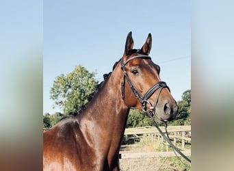 Holsteiner, Stute, 4 Jahre, 164 cm