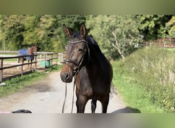 Holsteiner, Stute, 4 Jahre, 165 cm, Brauner