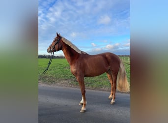 Holsteiner, Stute, 4 Jahre, 165 cm, Fuchs