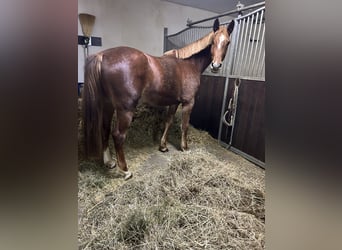 Holsteiner, Stute, 4 Jahre, 165 cm, Fuchs