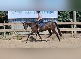 Holsteiner, Stute, 4 Jahre, 165 cm, Schwarzbrauner