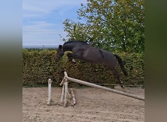 Holsteiner, Stute, 4 Jahre, 165 cm, Schwarzbrauner