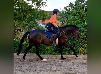 Holsteiner, Stute, 4 Jahre, 165 cm, Schwarzbrauner