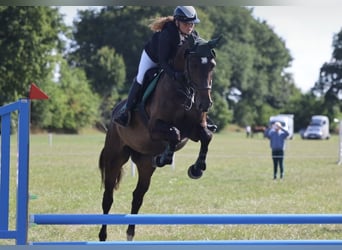 Holsteiner, Stute, 4 Jahre, 165 cm, Schwarzbrauner