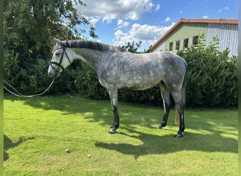 Holsteiner, Stute, 4 Jahre, 166 cm, Apfelschimmel