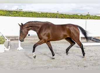 Holsteiner, Stute, 4 Jahre, 166 cm, Brauner