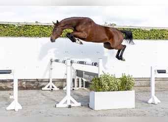 Holsteiner, Stute, 4 Jahre, 166 cm, Brauner