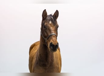 Holsteiner, Stute, 4 Jahre, 166 cm, Brauner