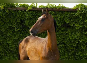 Holsteiner, Stute, 4 Jahre, 166 cm, Brauner