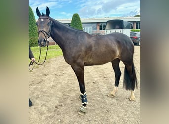 Holsteiner, Stute, 4 Jahre, 166 cm, Dunkelbrauner