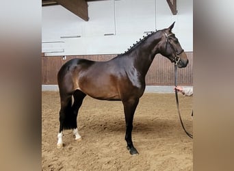 Holsteiner, Stute, 4 Jahre, 166 cm, Dunkelbrauner