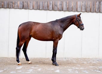 Holsteiner, Stute, 4 Jahre, 166 cm, Dunkelbrauner