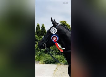 Holsteiner, Stute, 4 Jahre, 166 cm, Rappe