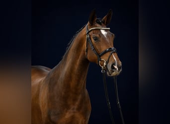 Holsteiner, Stute, 4 Jahre, 167 cm, Brauner