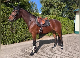 Holsteiner, Stute, 4 Jahre, 167 cm, Brauner