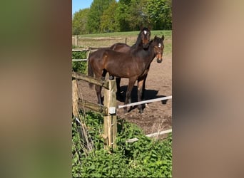 Holsteiner, Stute, 4 Jahre, 167 cm, Brauner