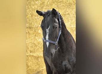 Holsteiner, Stute, 4 Jahre, 167 cm, Rappe