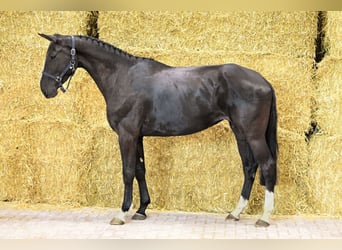 Holsteiner, Stute, 4 Jahre, 167 cm, Rappe