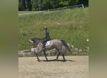 Holsteiner, Stute, 4 Jahre, 167 cm, Schimmel