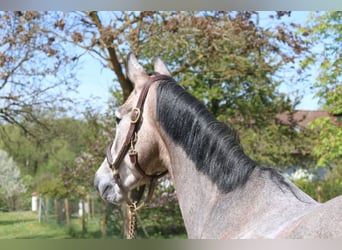 Holsteiner, Stute, 4 Jahre, 167 cm, Schimmel