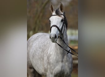 Holsteiner, Stute, 4 Jahre, 167 cm, Schimmel