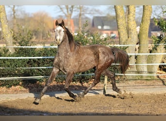 Holsteiner, Stute, 4 Jahre, 167 cm, Schimmel