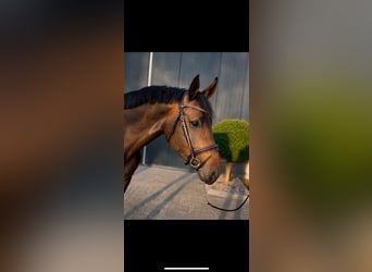 Holsteiner, Stute, 4 Jahre, 167 cm, Schwarzbrauner