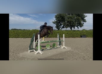 Holsteiner, Stute, 4 Jahre, 167 cm, Schwarzbrauner