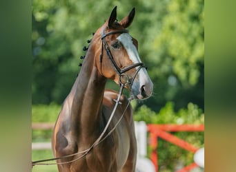 Holsteiner, Stute, 4 Jahre, 168 cm, Brauner