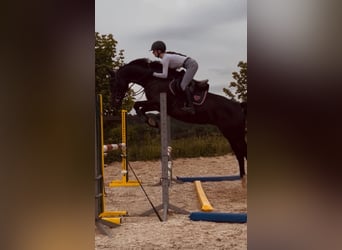 Holsteiner, Stute, 4 Jahre, 168 cm, Dunkelbrauner