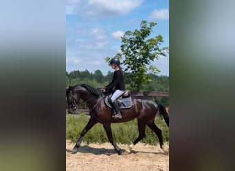 Holsteiner, Stute, 4 Jahre, 168 cm, Dunkelbrauner