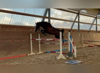 Holsteiner, Stute, 4 Jahre, 168 cm, Dunkelbrauner