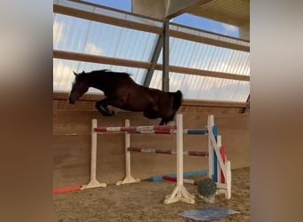 Holsteiner, Stute, 4 Jahre, 168 cm, Dunkelbrauner