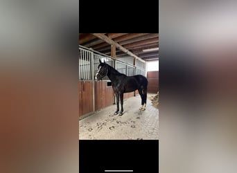 Holsteiner, Stute, 4 Jahre, 168 cm, Dunkelbrauner