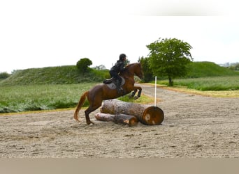 Holsteiner Mix, Stute, 4 Jahre, 168 cm, Fuchs