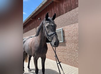 Holsteiner, Stute, 4 Jahre, 168 cm, Rappschimmel
