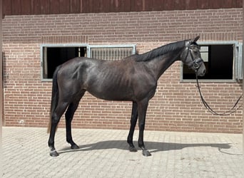 Holsteiner, Stute, 4 Jahre, 168 cm, Rappschimmel