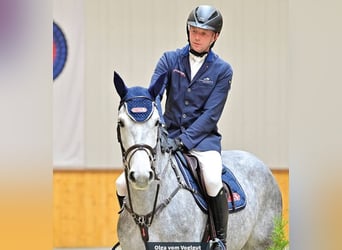 Holsteiner, Stute, 4 Jahre, 168 cm, Schimmel