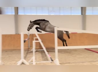 Holsteiner, Stute, 4 Jahre, 168 cm, Schimmel