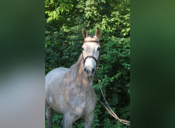 Holsteiner, Stute, 4 Jahre, 168 cm, Schimmel