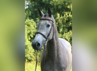 Holsteiner, Stute, 4 Jahre, 168 cm, Schimmel