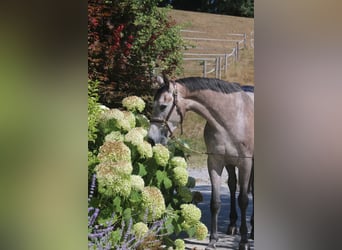 Holsteiner, Stute, 4 Jahre, 168 cm