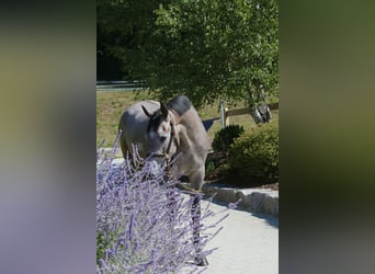 Holsteiner, Stute, 4 Jahre, 168 cm