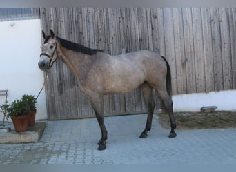 Holsteiner, Stute, 4 Jahre, 168 cm