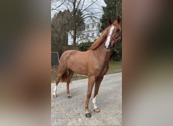Holsteiner, Stute, 4 Jahre, 169 cm, Fuchs