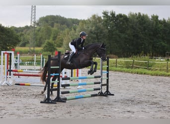 Holsteiner, Stute, 4 Jahre, 169 cm, Rappe